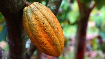 فوائد الكاكاو الصحية لجسم الانسان cacao